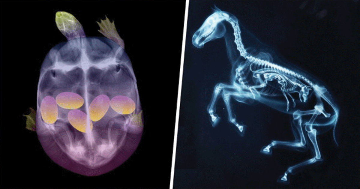 14 Animals Only Vets Have Seen on X-Rays