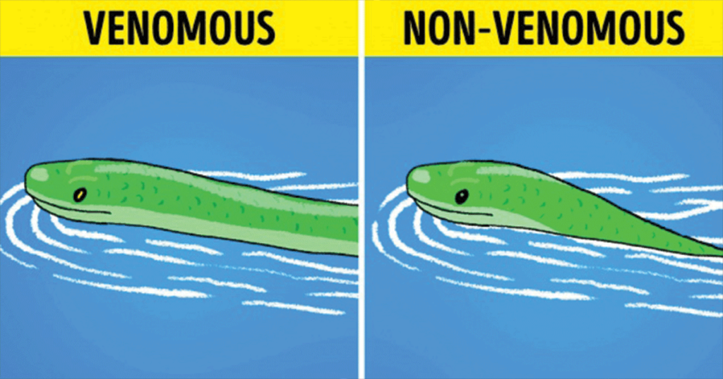 What to Do When You See a Snake and How to Tell If It’s Venomous What to Do When You See a Snake and How to Tell If It’s Venomous