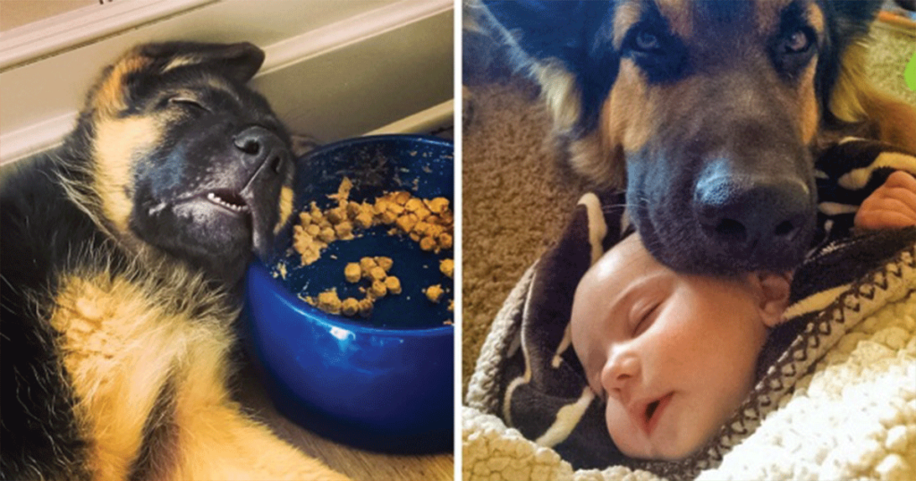 27 Hilarious Animals That Refuse to Play by Humans’ Rules