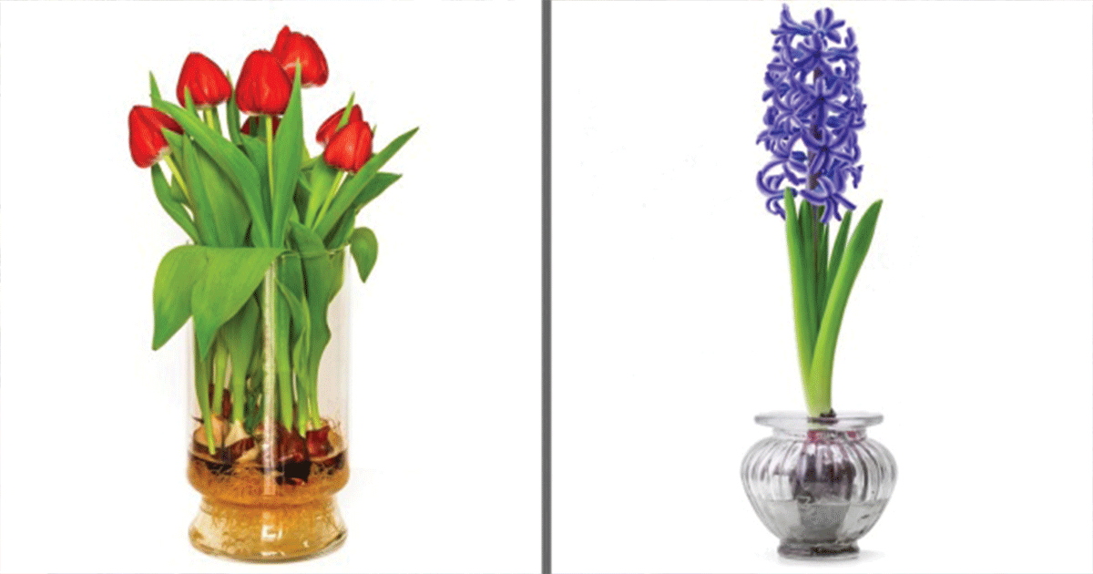 19 Flowers and Vegetables You Can Grow With Only a Glass of Water