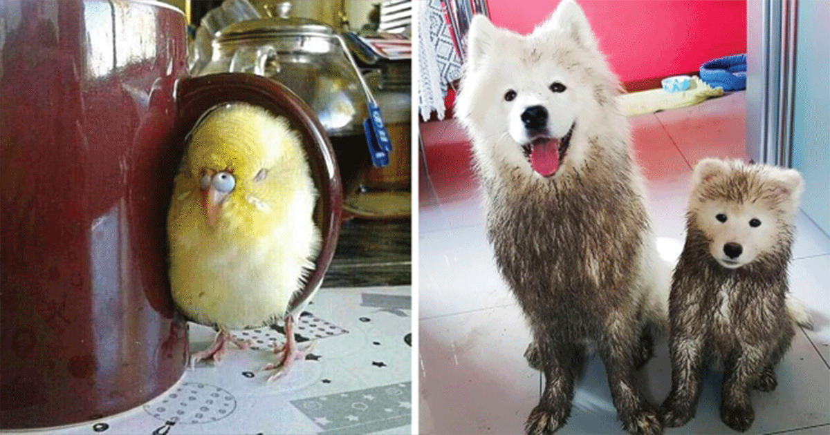 20 Adorable Photos of Animals Doing the Weirdest Things