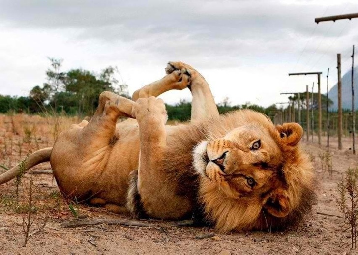 20 Photogenic Animals Who’d Outshine Any Professional Model