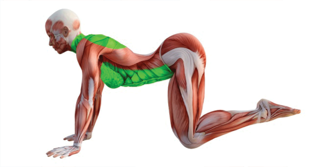 10 Fat-Burning Stretches You Can Do at Home 10 Fat-Burning Stretches You Can Do at Home