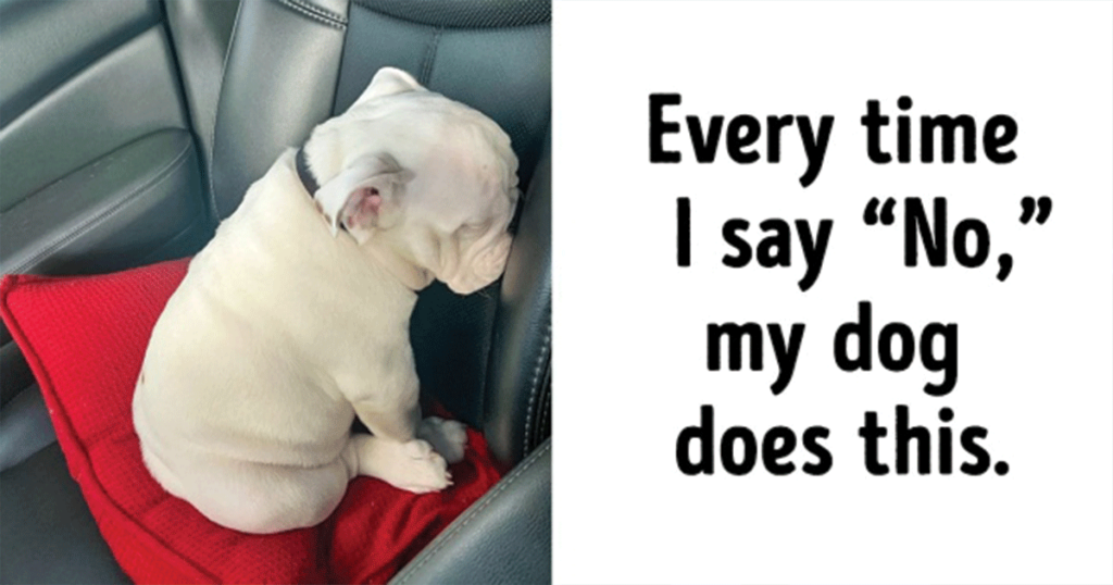 20+ Photos Proving That Dogs Have Their Own Kind of Logic 20+ Photos Proving That Dogs Have Their Own Kind of Logic