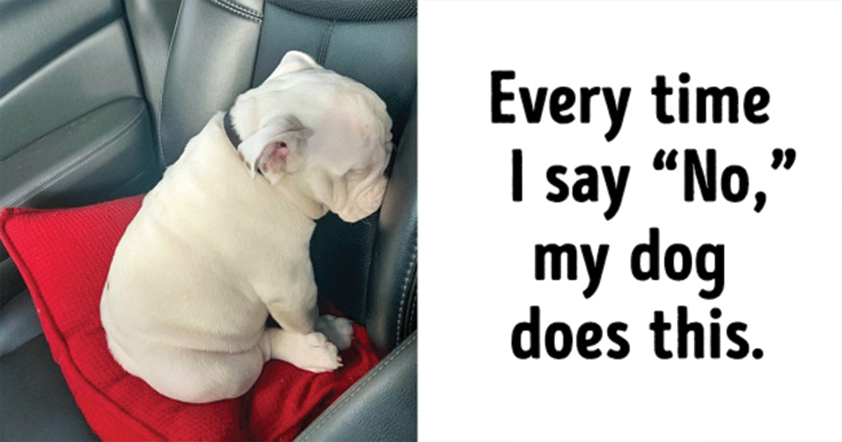 20+ Photos Proving That Dogs Have Their Own Kind of Logic