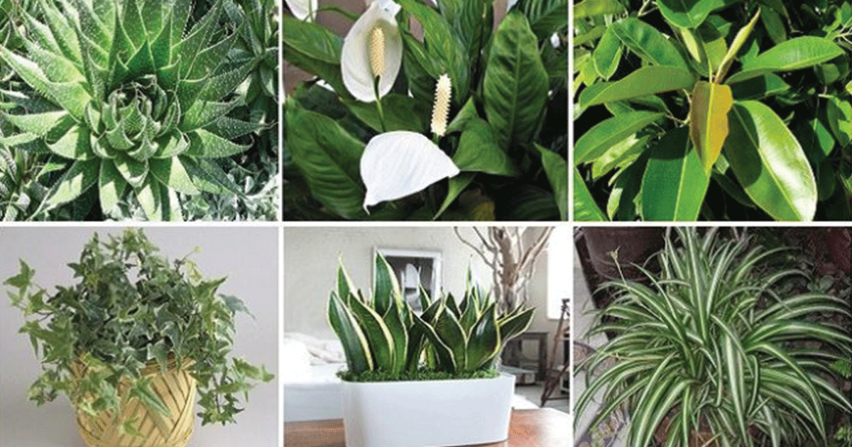 10 Super-Easy Houseplants That Absorb Toxins From The Air So That You Don’t Have To