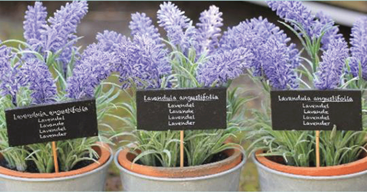 Keep Lavender Plant in Your Bedroom: It Dramatically Improves Sleep, and Reduces Anxiety