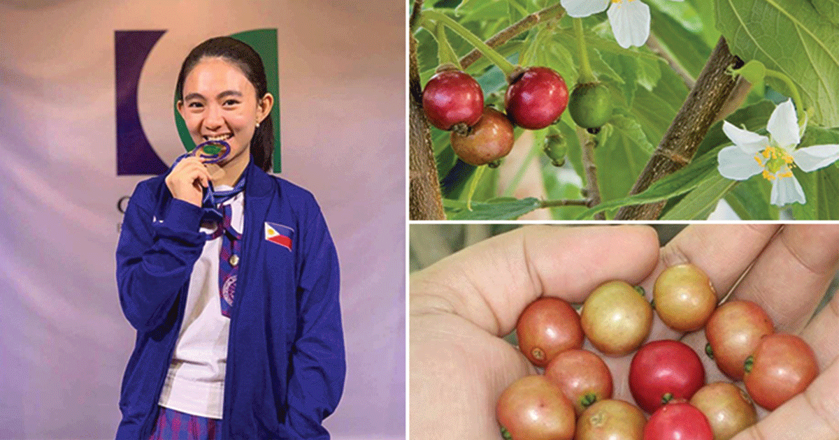 This 16-year-old high school student from Iloilo went viral after discovering the properties of Aratiles fruit or Sarisa that can cure diabetes.