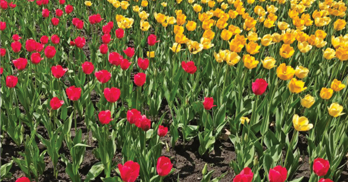 The Magnificent 2019 Canadian Tulip Festival