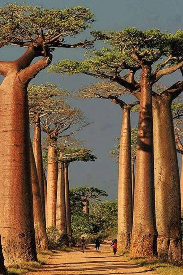 Amazing Trees 34