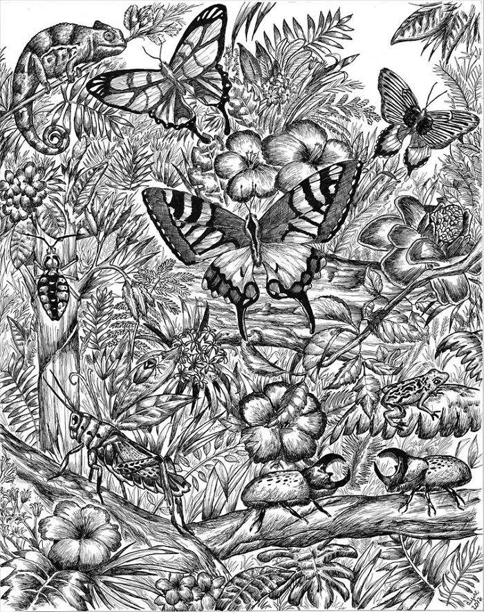 Animals Nature Drawings Dusan Krtolica 32