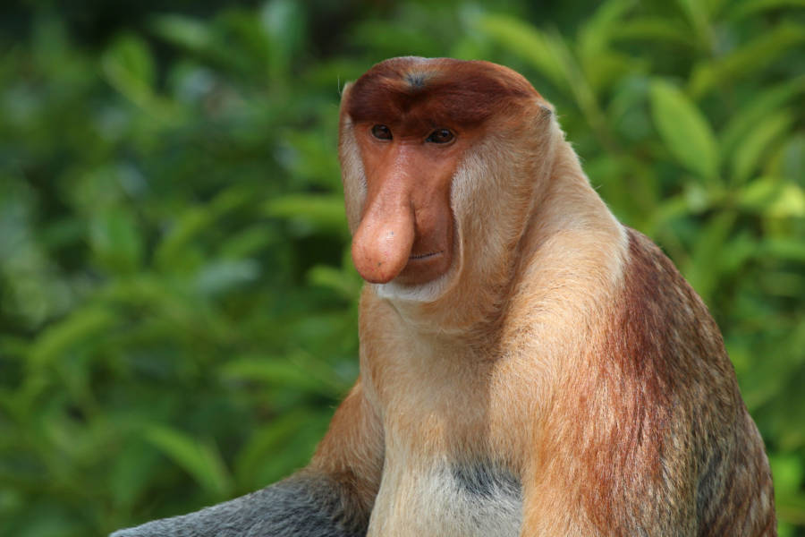 Long Nosed Proboscis Monkey