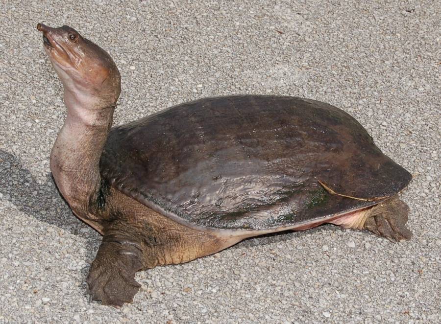 Soft Shelled Turtle