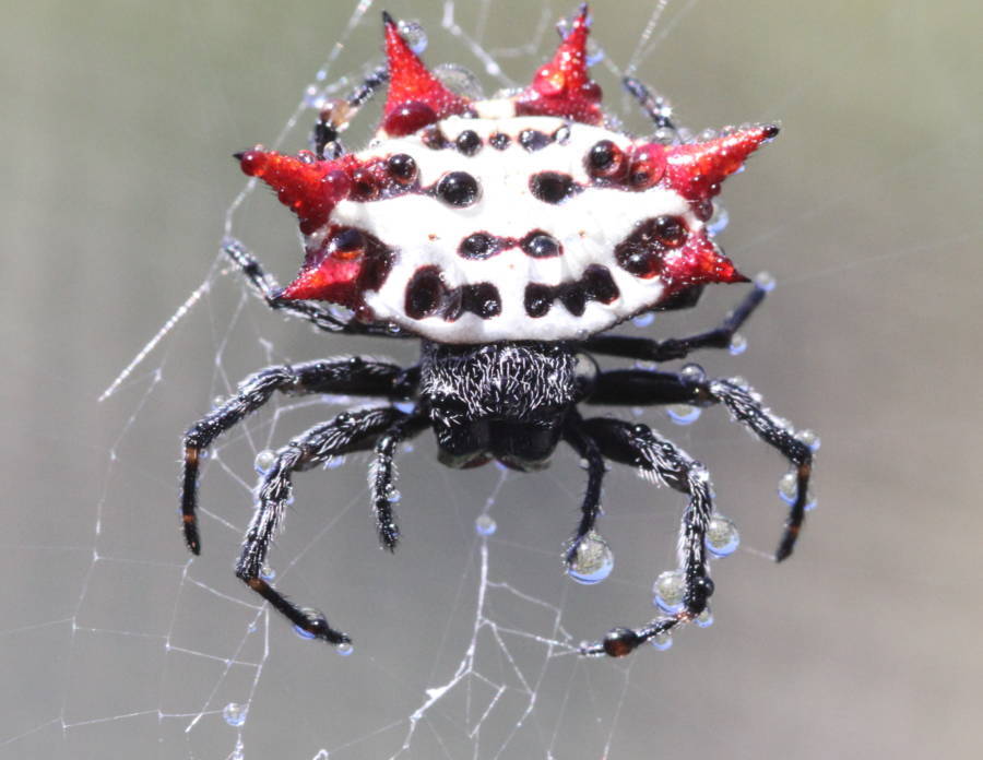 Spiny Orb Weaver Spider Web
