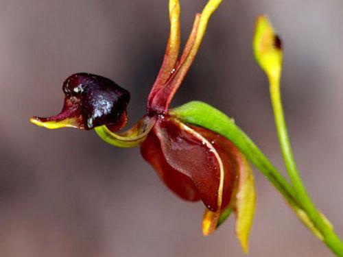 Wholesale100 Flying Duck Orchid Sementes