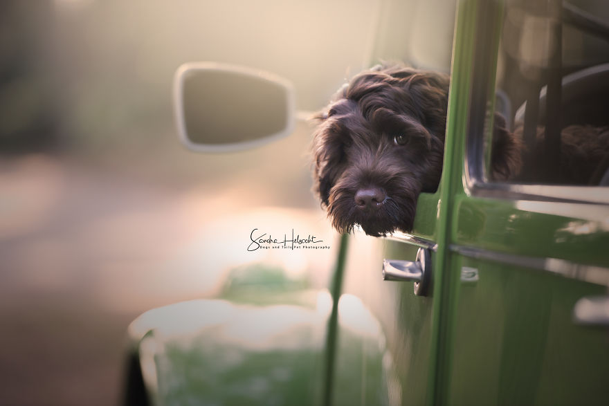 Dog Owners Are Buying Vintage Cars For Their Lazy Pets And Im Getting To Photograph Them 5d44064034459__880