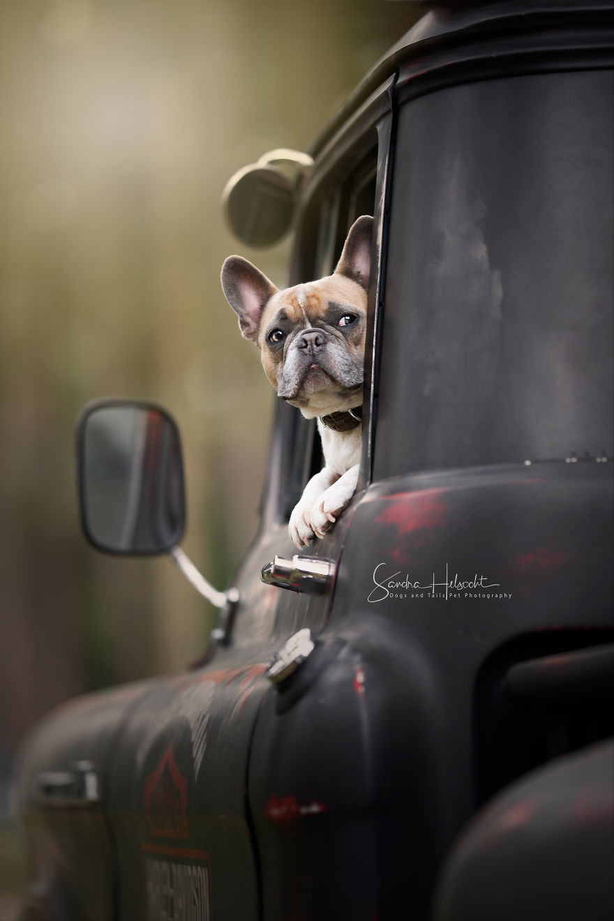 Dog Owners Are Buying Vintage Cars For Their Lazy Pets And Im Getting To Photograph Them 5d440649418ab__880