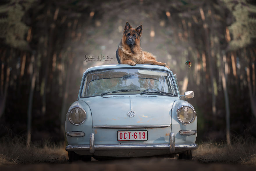 Dog Owners Are Buying Vintage Cars For Their Lazy Pets And Im Getting To Photograph Them 5d4406658ea3d__880