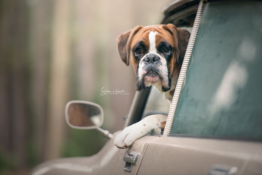 Dog Owners Are Buying Vintage Cars For Their Lazy Pets And Im Getting To Photograph Them 5d44066f81b59__880