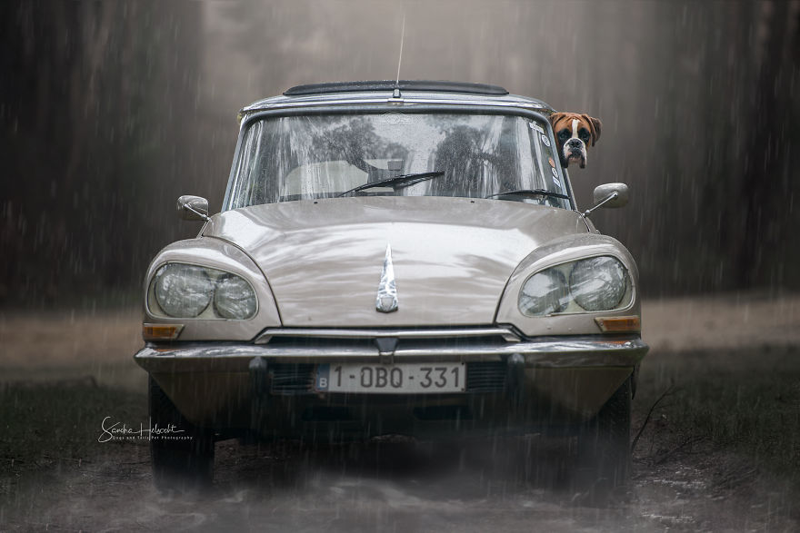 Dog Owners Are Buying Vintage Cars For Their Lazy Pets And Im Getting To Photograph Them 5d440677ce1ab__880