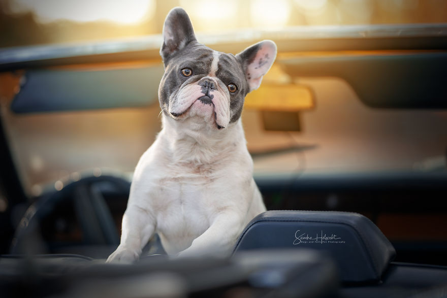Dog Owners Are Buying Vintage Cars For Their Lazy Pets And Im Getting To Photograph Them 5d44068e2224f__880