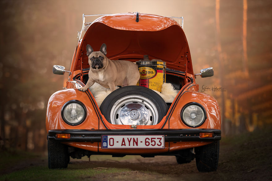 Dog Owners Are Buying Vintage Cars For Their Lazy Pets And Im Getting To Photograph Them 5d4406964ba59__880