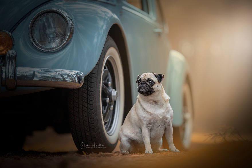 Dog Owners Are Buying Vintage Cars For Their Lazy Pets And Im Getting To Photograph Them 5d44069dbecd4__880