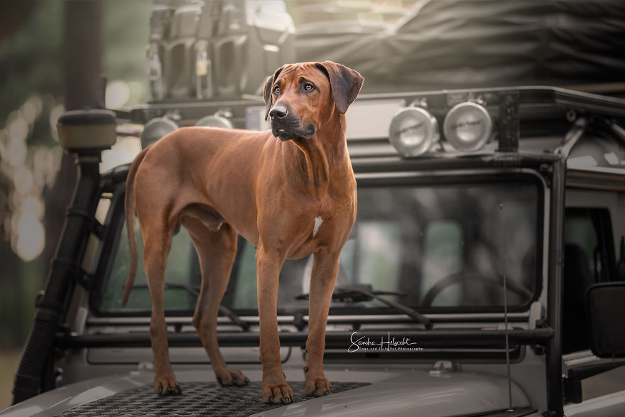 Dog Owners Are Buying Vintage Cars For Their Lazy Pets And Im Getting To Photograph Them 5d4406ae50778__880