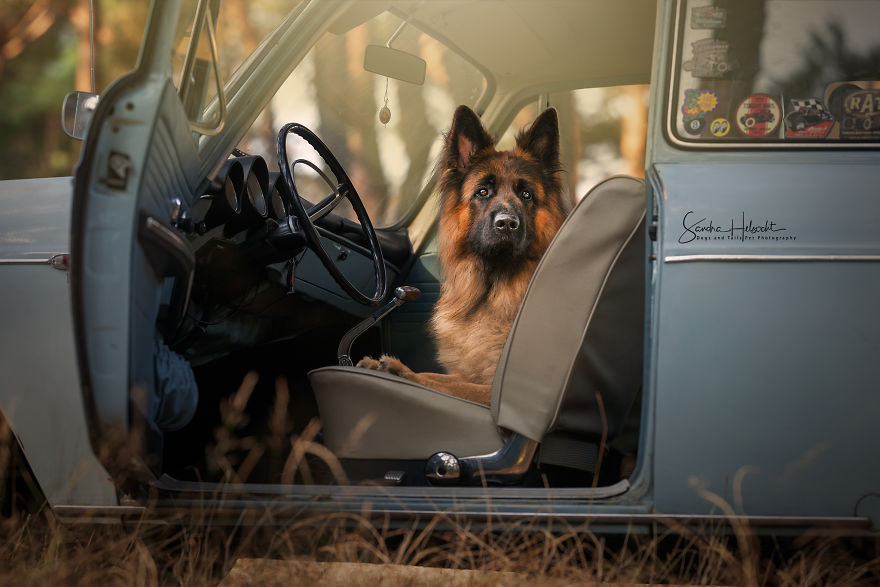 Dog Owners Are Buying Vintage Cars For Their Lazy Pets And Im Getting To Photograph Them 5d4406bfef3c8__880