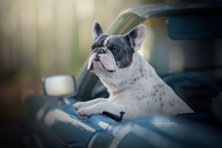 Dog Owners Are Buying Vintage Cars For Their Lazy Pets And Im Getting To Photograph Them 5d4406c7e374c__880