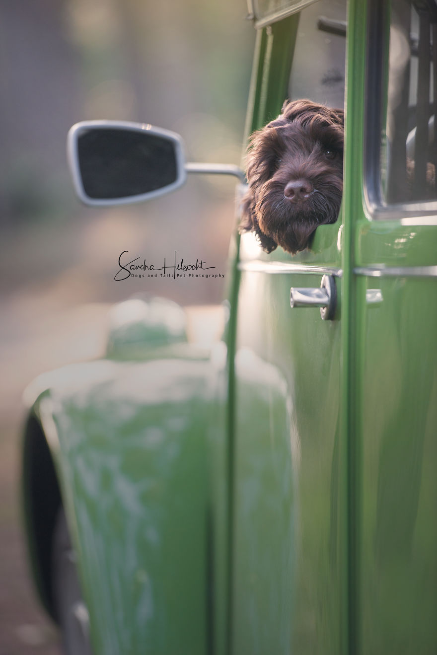 Dog Owners Are Buying Vintage Cars For Their Lazy Pets And Im Getting To Photograph Them 5d4406d76fe17__880