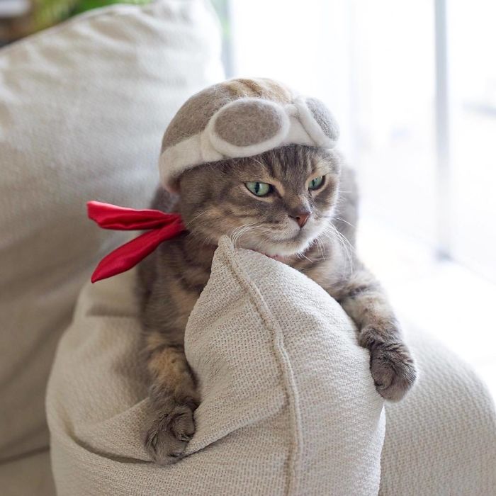 Cats In Hats 01