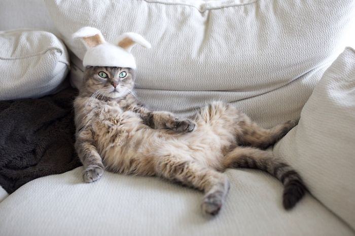 Cats In Hats 05
