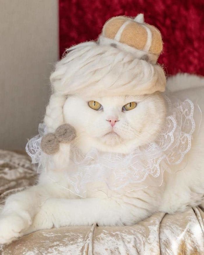 Cats In Hats 07
