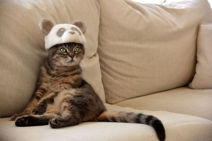 Cats In Hats 08