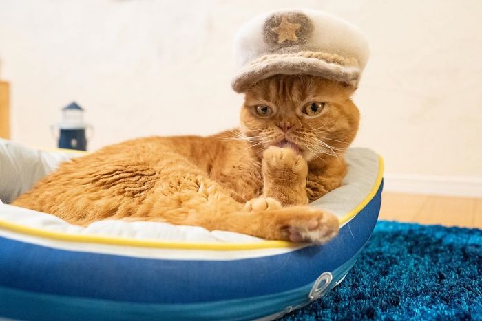 Cats In Hats 09