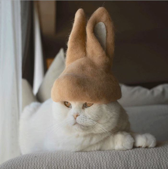 Cats In Hats 11