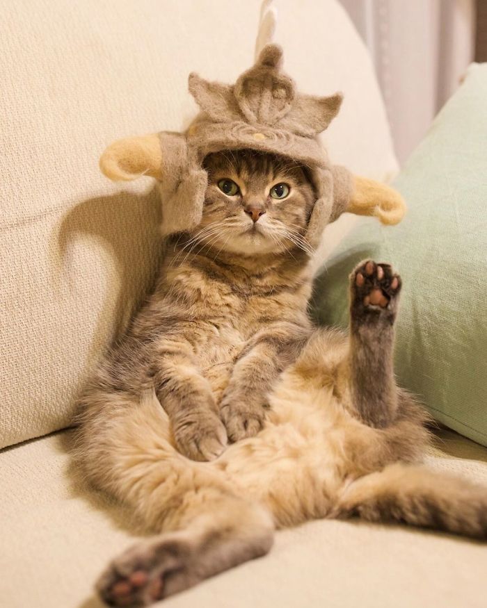 Cats In Hats 15