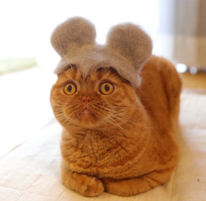 Cats In Hats 18