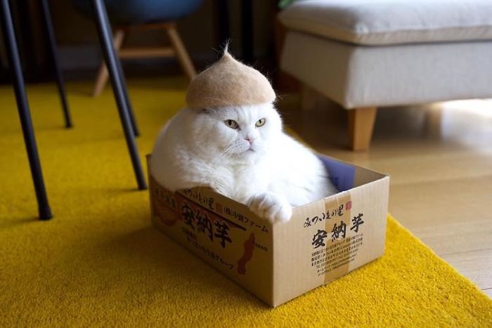 Cats In Hats 19