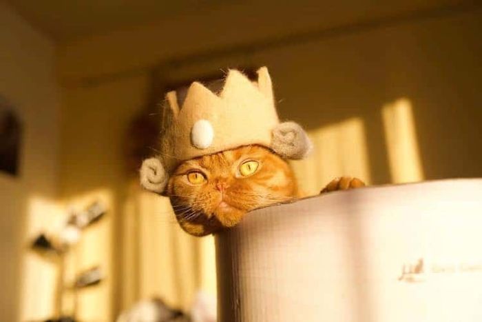 Cats In Hats 21