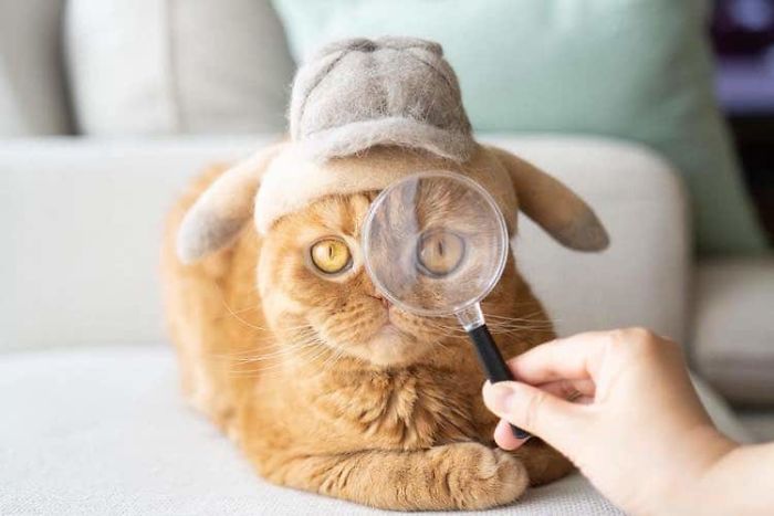 Cats In Hats 22