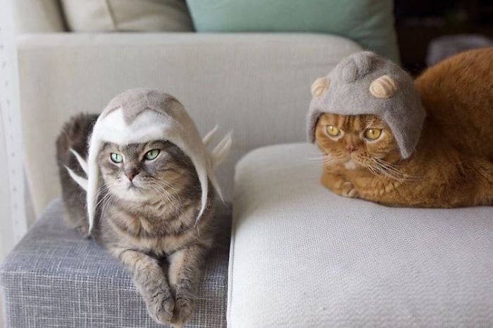 Cats In Hats 23