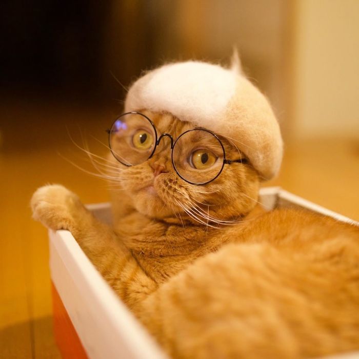 Cats In Hats 24