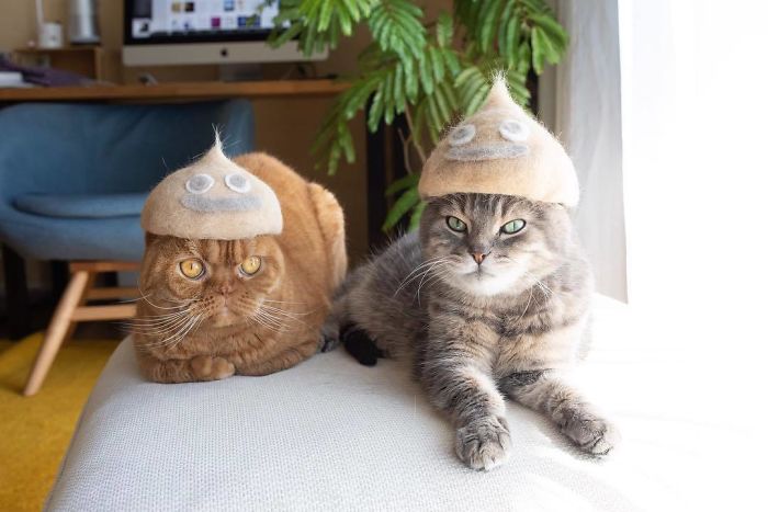 Cats In Hats 27