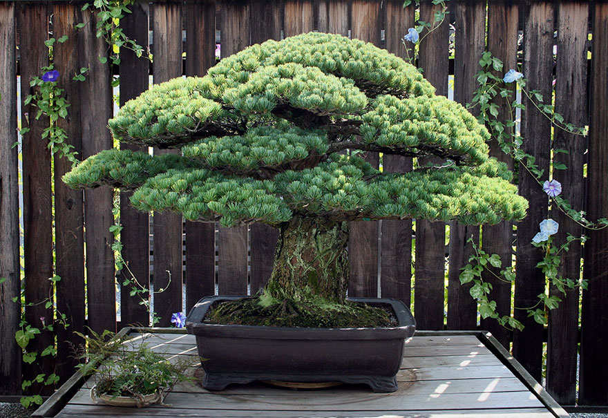 Hiroshima Bonsai Tree 2