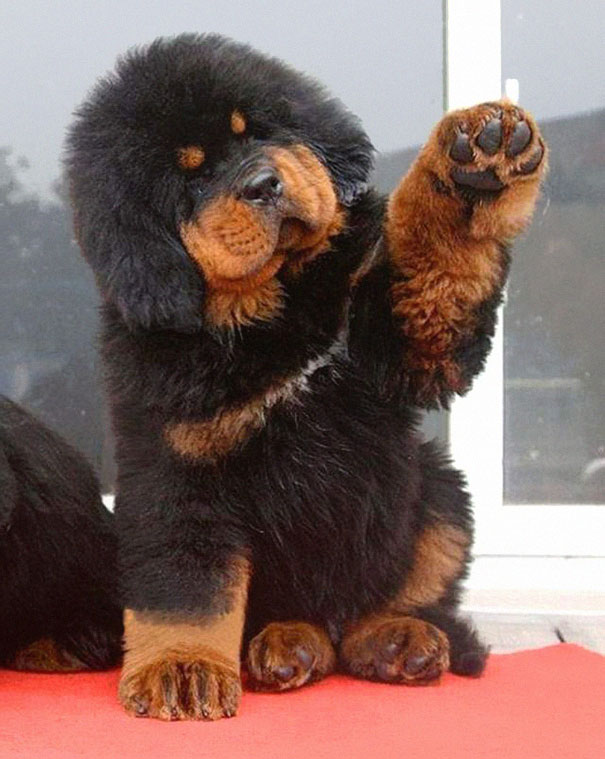 Chubby Puppies Bear 10