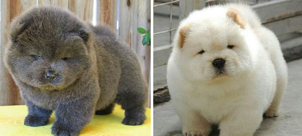 Chubby Puppies Bear 11