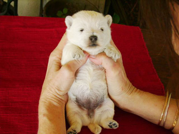 Chubby Puppies Bear 30