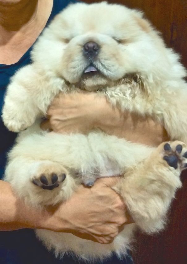 Chubby Puppies Bear 50